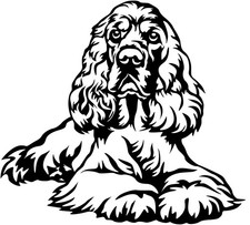 Englischer cocker spaniel - englischer,