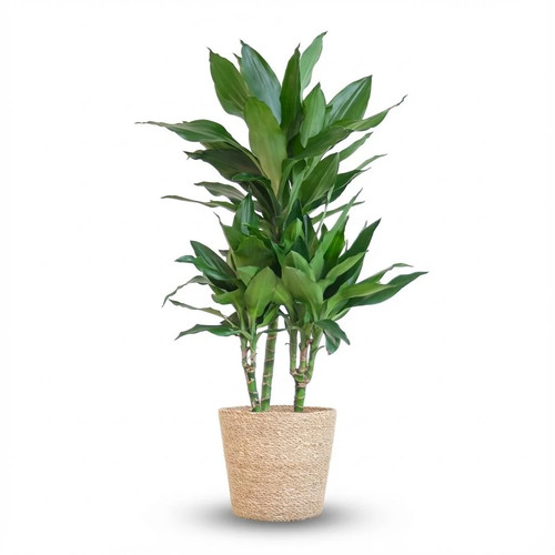 Drachenbaum dracaena janet - dracaena,