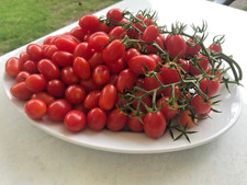Tomatensamen italienische