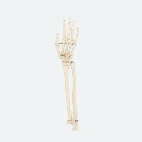Handskelett mit unterarmsatz - unterarmsatz, |