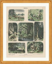 Waldbilder Reh Hirsch Eiche Wildschweine Münchener Bilderbogen 454 Gerahmt