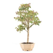 BONSAI Ovalblättriger
