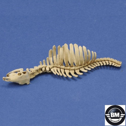 Royal model druck - royal, 3d