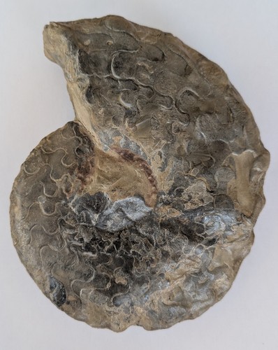 Ceratit aus muschelkalk - ceratit,