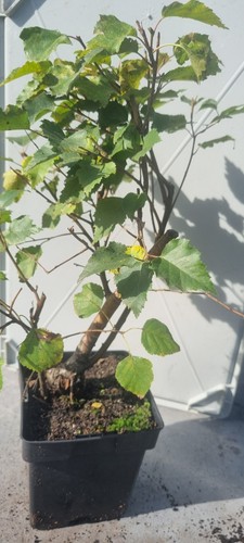 Pre bonsai birkenbaum - pre-bonsai,,