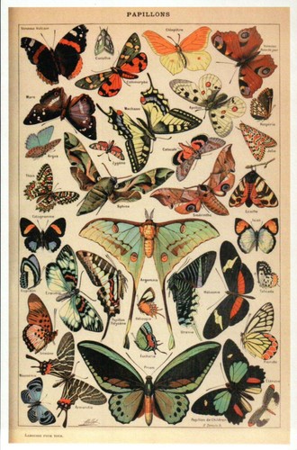Butterfly adolphe millot - butterfly,,