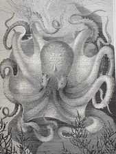 antike Grafik Fauna: Pulpe  Kraken Oktopus Meerlandschaft Aquarium Pulpo 1900