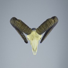 824MU Mufflon jagdtrophae, Wildschaf, Horn 80-76cm C.21cm DE 