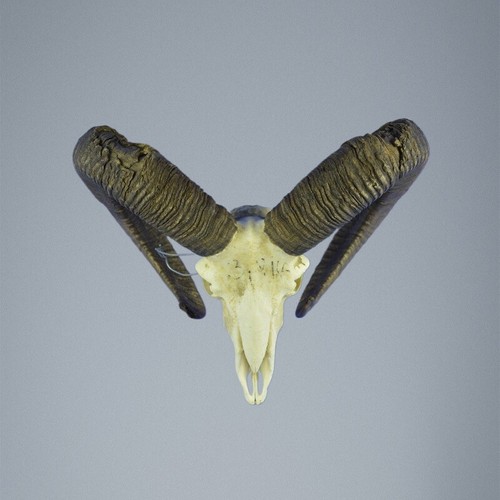 824mu mufflon jagdtrophae - mufflon,