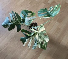 Monstera Borsigiana Albo Variegata etablierte Pflanze panaschiert weiß halfmoon 