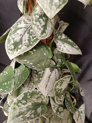 Scindapsus pictus silvery ann - silvery,