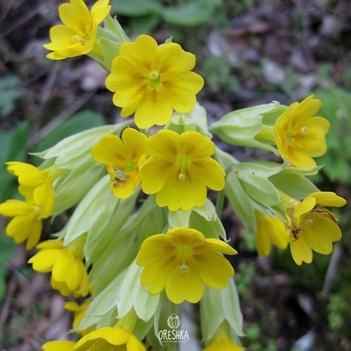 Cowslip frische samen - 20,