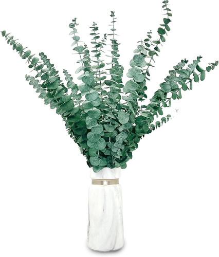 Stück eukalyptus - 20,