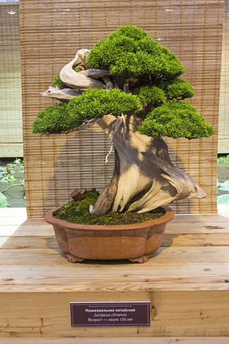 Samen vom wacholder juniperus - vom,