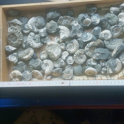 Konvolut fossiler ammoniten - fossiler, ammoniten,