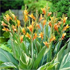 Canna Blumenrohr Farbe Sorte