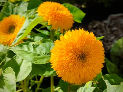 Sonnenblume teddy bear 100 - sonnenblume,