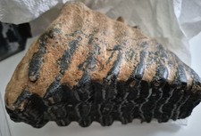 Mammutzahn/Molar-aus dem südlichen Oberrhein ca 1640 gr