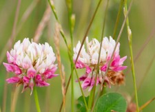 80.000 Samen Bienenklee Schwedenklee rosa Klee Trifolium hybridum Nektarpflanze