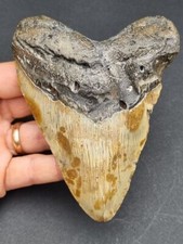 Megalodon Zahn 11,7 cm –