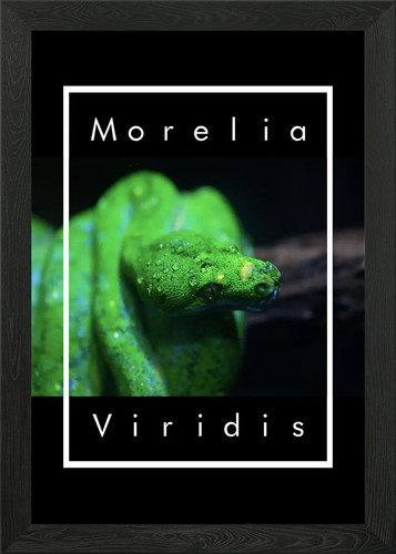 Green tree python druck - green,
