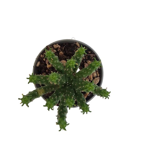 Euphorbia inermis