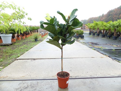 Ficus lyrata geigenfeige - ficus,
