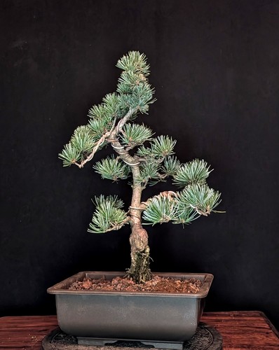 Bonsai mädchenkiefer pinus - bonsai,