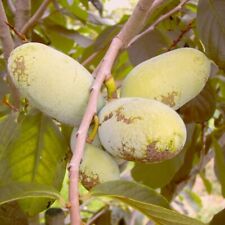 Sweet Aliceveredelte Indianerbanane Paw Paw Asimina triloba dreilappige Papau