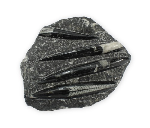 Fossile orthoceras platte - fossile,