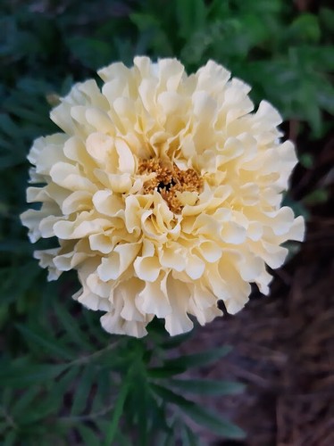 Aufrechte studentenblume - aufrechte,