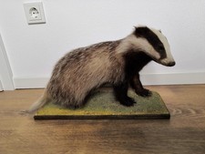 Dachs Präparat ausgestopft