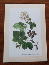 Brombeere * Kunstdruck . Poster . Bild . Wand-Dekoration