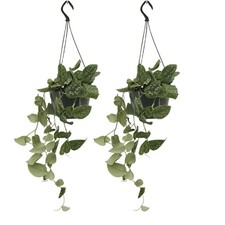 Scindapsus Pictus Epipremnum 2