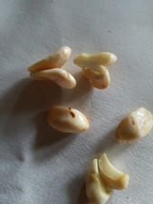 Hirsch Grandeln für