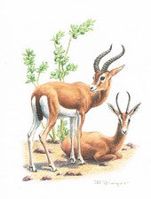 Dorkasgazelle Paarhufer