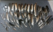 Konvolut Vogelfedern