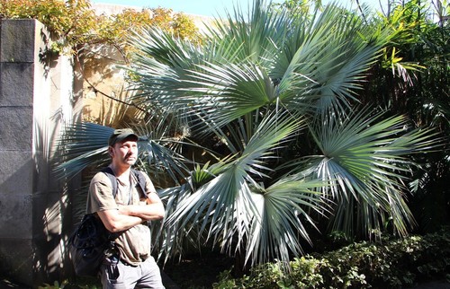 Winterharte sabal palme - 2, sabal-palme