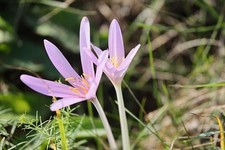 Schneekrokusse rosa-lachs Krokusse Krokus Blumenzwiebeln winterhart Lieferbar !