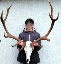 Hirschgeweih Rothirsch Geweih