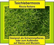AQ ⭐ Teichlebermoos "Riccia fluitans" ⭐ Moospolster in verschiedenen Variationen