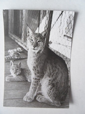 AK Falkenstein Vogtland