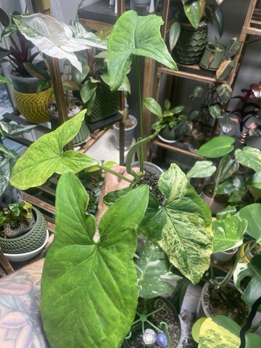 Syngonium albo variegated live - albo,