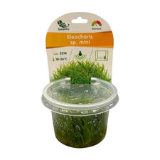 Eleocharis sp. mini -
