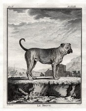 Mastiff Hund Chien Dogge Boxer