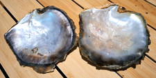 2 Perlmuttschalen große