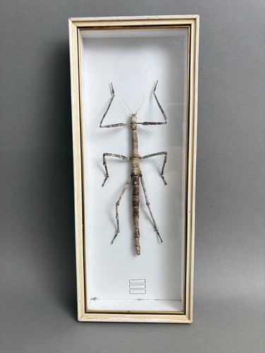 Riesen stabheuschrecke - xl,