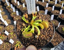 Dionaea muscipula
