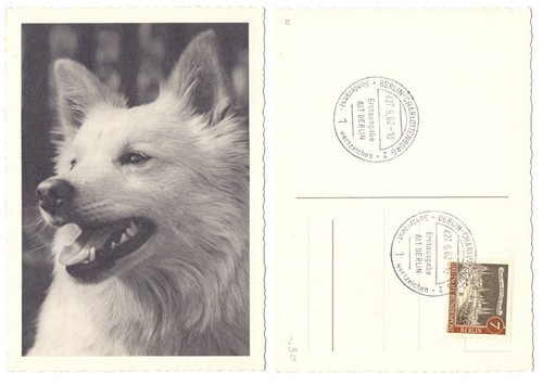 102230 hund ansichtskarte - hund,