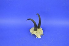 086CAM Gemse jagdtrophae, gams, gamswild 16cm 